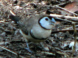dbarredfinch