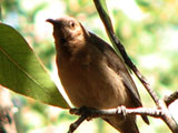 duskyhe