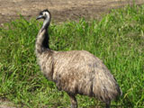 emu