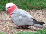 galah
