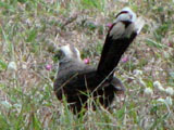 gcbabbler