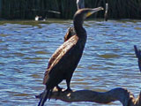 great cormorant