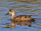 grey teal