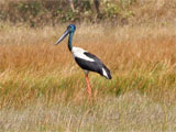 jabiru