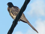 koel