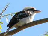 laughing kooka