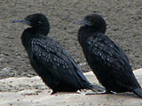 lbcormorant