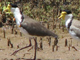 maskedlapwing