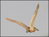 nankeen night heron