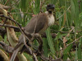 noisyfriarbird