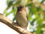 nutmegmannikin