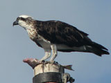 osprey