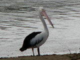 pelican