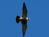 peregrine falcon