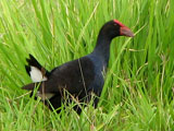 purpleswamphen