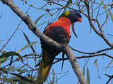 rainbowlorikeet