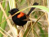 rbfairywren
