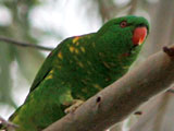 scaly breasted lorikeet160w