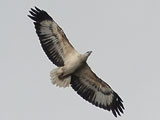 sea eagle