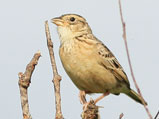 singing bushlark