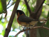 spectacled monarch