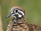 squatter pigeon