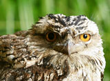 tawny frogmouth
