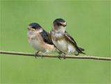tree martin