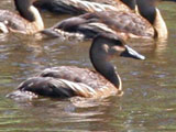 wandering whistling duck
