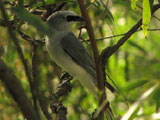 wbelliedcuckooshrike