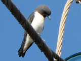 wbwoodswallow