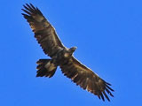 wedge tailed eagle
