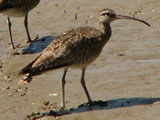 whimbrel