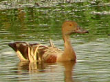 whistduck