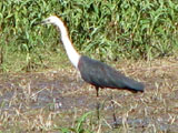 whneckedheron