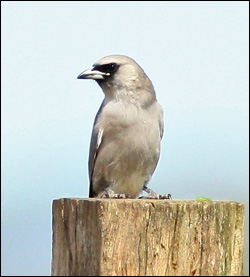 black faced woodswallow