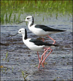 black winged stilt