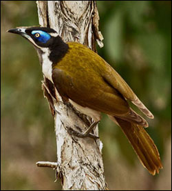 blue faced honeyeater