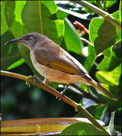 brown honeyeater