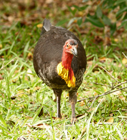 brush turkey