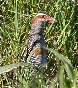 buff banded rail