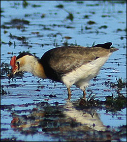 comb crested jacana