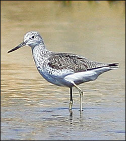 common greenshank