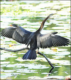 darter