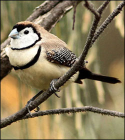 double barred finch