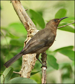 dusky honeyeater