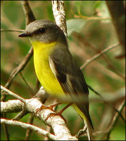 eastern yellow robin