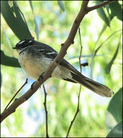 grey fantail