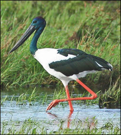 jabiru