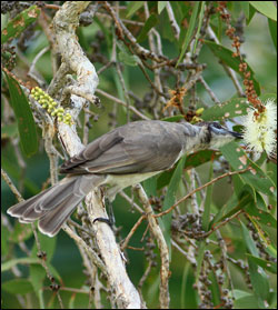 little friarbird